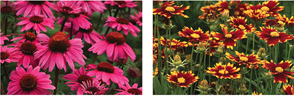 Pink-hued Echinacea (left) next to Gold and Bronze UpTick Coreopsis (right)