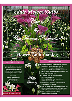 2023 Callas Cut Flower<br>Ednie Flower Bulbs