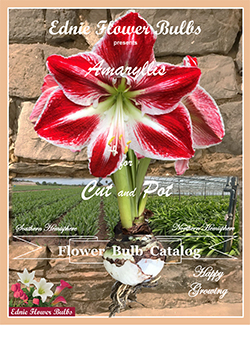 2022 Amaryllis<br>Ednie Flower Bulbs