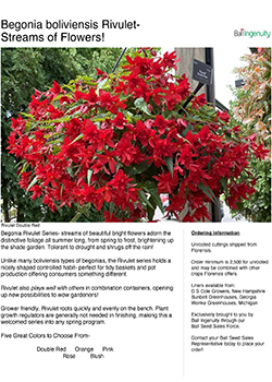Begonia Rivulet Info Guide