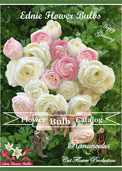 2023 Ranunculus<br>Ednie Flower Bulbs