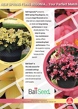 Begonia Spring Fling Info Guide