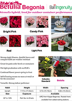 Begonia Betulia Info Guide