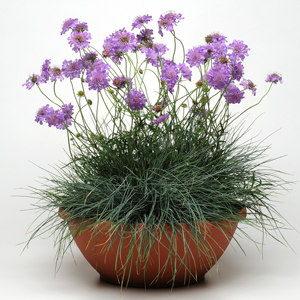 Perennial #109 container