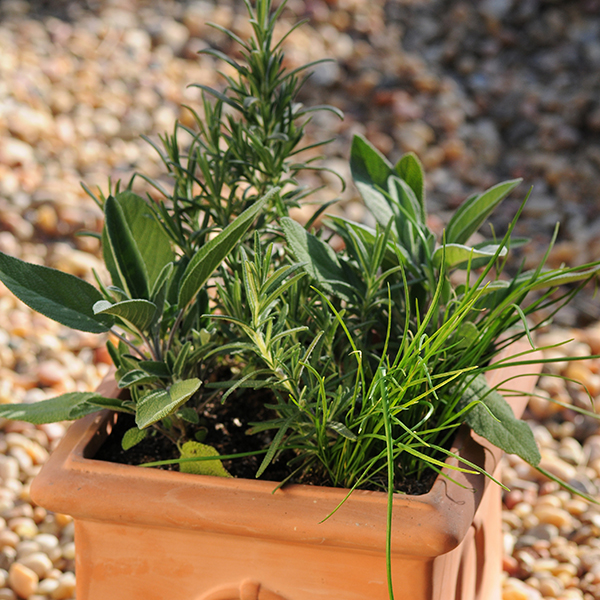 Culinary Herbs container