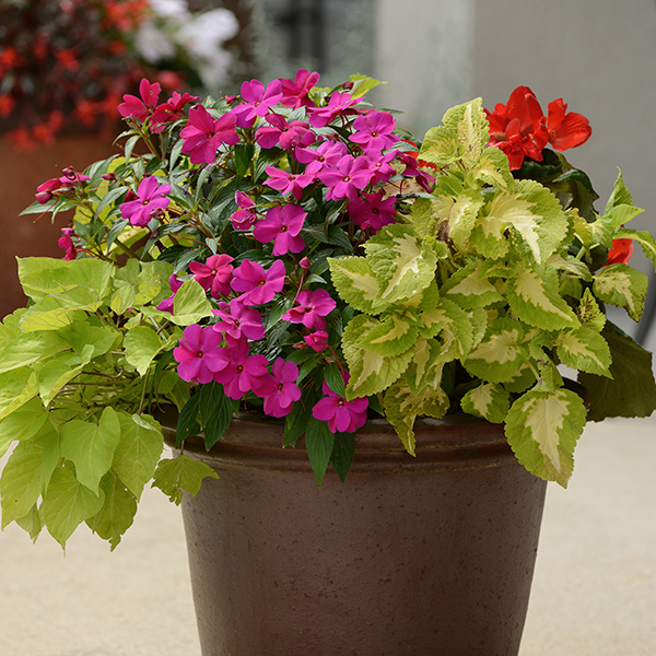 Brighten Your Shade container