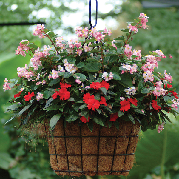 Summer Breeze container
