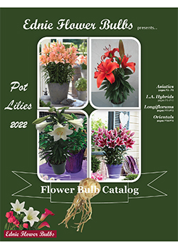 Pot Lilies Ednie Flower Bulbs