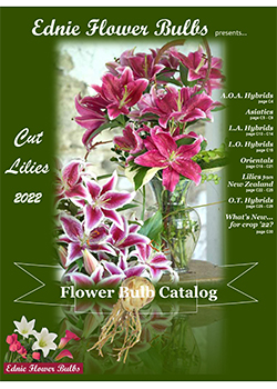 Lily Cut Flower Ednie Flower Bulbs