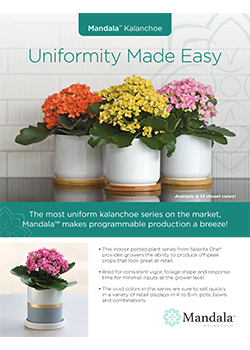 Mandala&trade; Kalanchoe Brochure