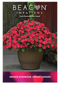 Beacon Impatiens Brochure