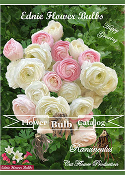 Ranunculus Ednie Flower Bulbs