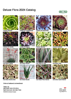 DeLuxe Flora 2024 Catalog