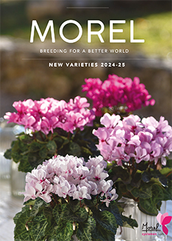 Morel Cyclamen New Varieties 2025