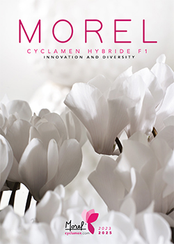Morel Cyclamen 2023-2025
