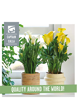 2025 Captain Calla Potted Calla