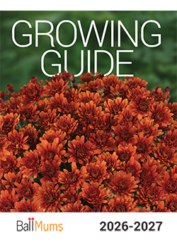 2026-2027<br>Ball Mums Growing Guide