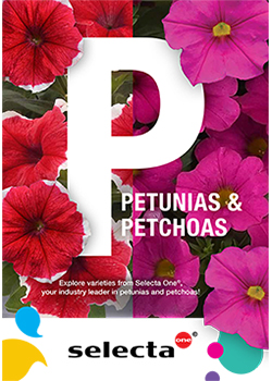 2026<br>Petunias & Petchoas Brochure