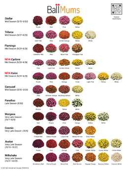 2026<br>Ball Mum Families