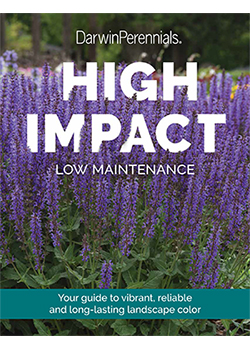 Darwin Perennials<br>Landscape Performers
