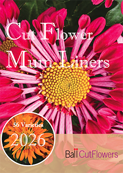 2026 Cut Flower Mum Liners