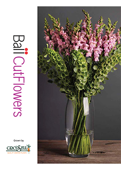 Ball Cut Flowers  grown by Gro 'n Sell