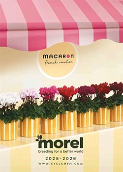 Morel Flowers 2025-2026