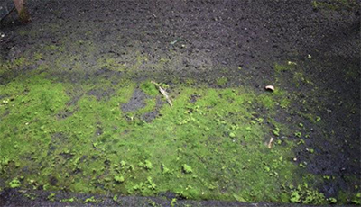 Algae Control In The Greenhouse
