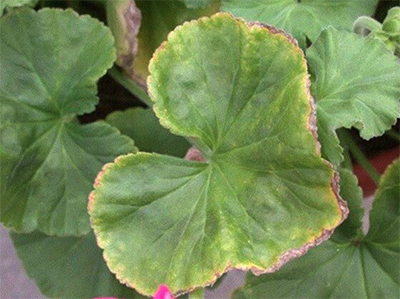 Iron and Manganese Toxicity on Geraniums