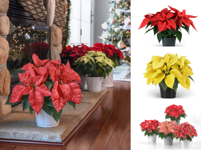 Order Now: Poinsettias