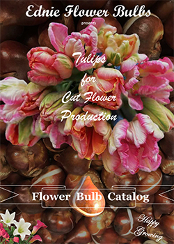 2022 Tulip Cut Flower<br>Ednie Flower Bulbs