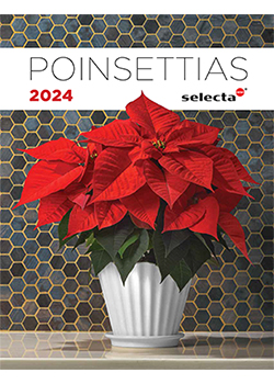 2024<br>Selecta One Poinsettia