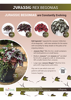 Rex Begonia Jurassic Info Guide 2023