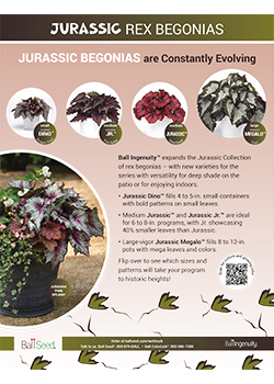 Rex Begonia Jurassic Info Guide 2024