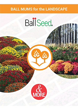 Ball Mums for the Landscape