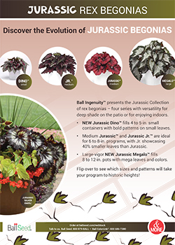 Rex Begonia Jurassic Info Guide