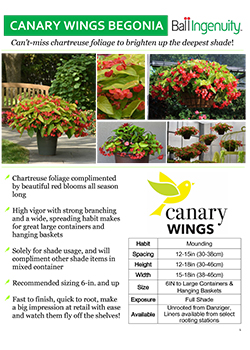 Begonia Canary Wings Info Guide