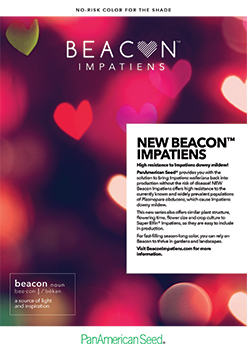 NEW<br/>Beacon Impatiens