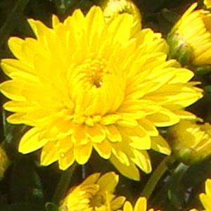 Katelli Yellow Garden Mum - Bloom