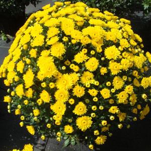 Katelli Yellow Garden Mum - Container