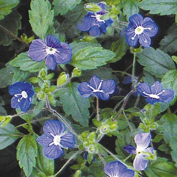 Veronica peduncularis Georgia Blue - Bloom