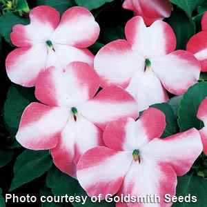 Accent Coral Star Impatiens - Bloom