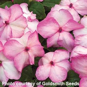 Accent Pink Picotee Impatiens - Bloom