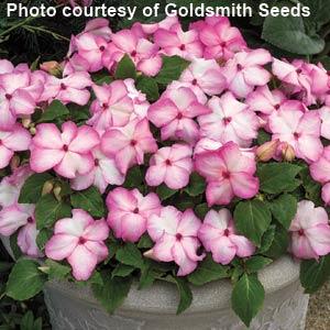 Accent Pink Picotee Impatiens - Container