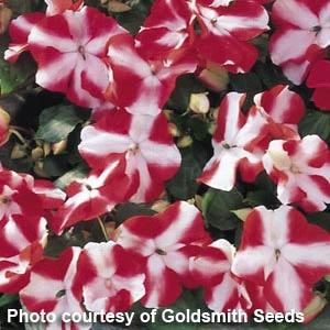 Accent Red Star Impatiens - Bloom