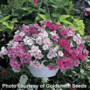 Accent Miracle Collection Impatiens - Basket