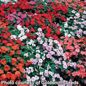 Accent Limited Edition Mix Impatiens - Bloom