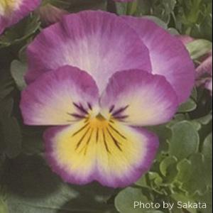 Ultima Radiance Pink Pansy - Bloom