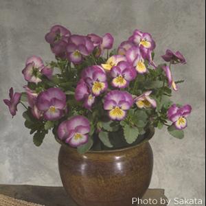 Ultima Radiance Pink Pansy - Container