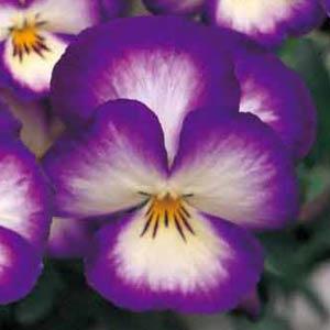 Ultima Radiance Violet Pansy - Bloom